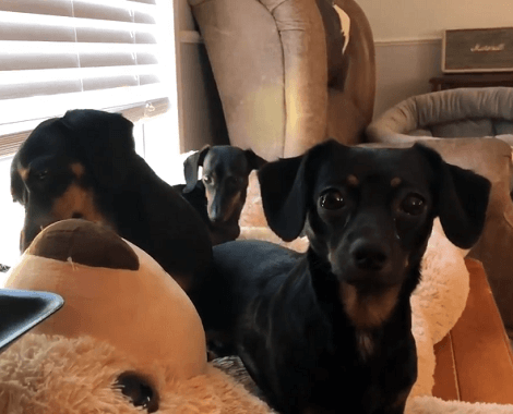 When These Pups Are Not Going Out Or Playing, They're Busy Being Cute And Adorable!