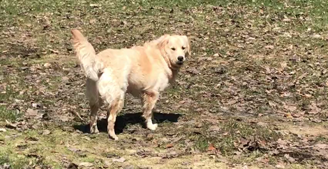 Wait Till You See How This Pup Is Having Fun After Moving To The Country!