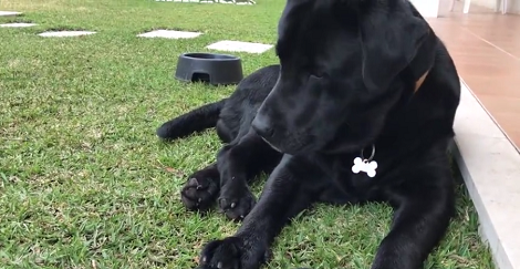 Clever Pup Has Learned To Press The Buzzer When He Wants Food!