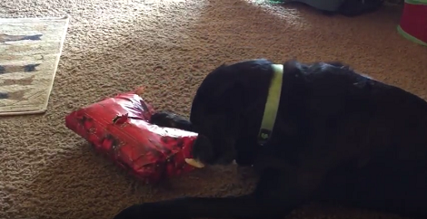 Adorable Pup Meticulously Opens His Present So He Doesn't Ruin What's Inside!