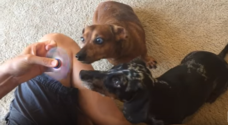 These Pups Got Their First Fidget Spinner And Their Expressions Were Perfect!