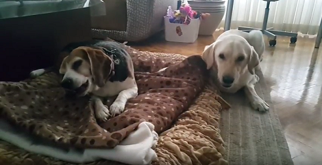 These Pups Don't Have The Time To Smile For The Camera Because They're Busy Eating!