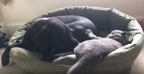 One Bed And Two Siblings! Watch How These Two Fight Over The Bed!