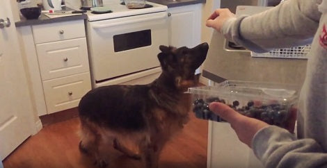 When Blueberries Are Up For The Grabs, This Pup Wouldn't Hesitate!