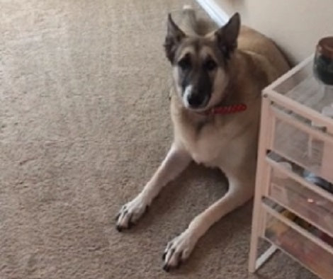 This Adorable Pup Is Currently Whining For A Treat On The Carpet! Check This Out!