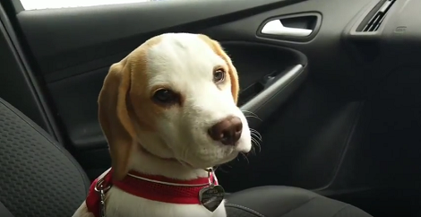 Can You Tell This Pup Is Curious? That's Because She's Unsure Of The Car Wash!