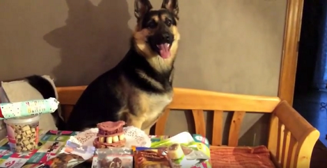 To Celebrate One Year Of Happiness This Pup Got Gifts And A Cake!