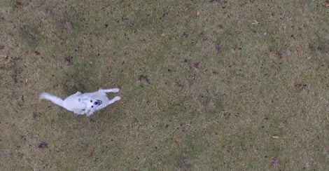 When The Drone Flies, This Pup Loses Her Mind! See how She Chases It!