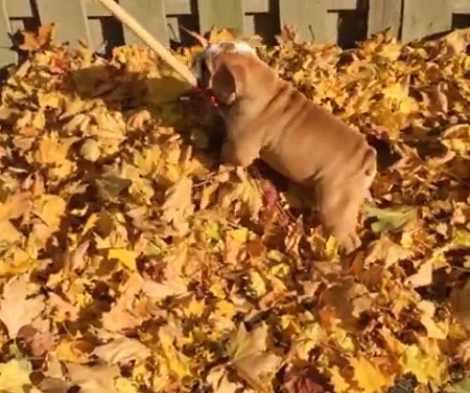 This Adorable Pup Loves To Surf The Leaves And It's Just Too Cute To Miss!