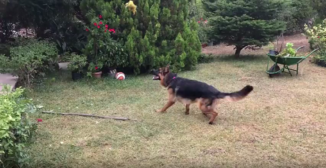 This Adorable Pup Is Honing In On His Stalking And Pouncing Skills!
