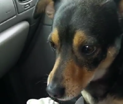 This Adorable Pup Is Trying Out His First Puppuccino And Looks Like He Loves It!
