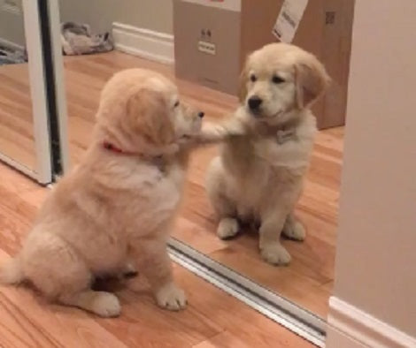 This Adorable Pup Has Just Discovered The Magical Mirror For The First Time!