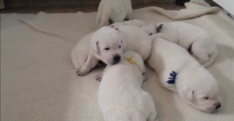 These Adorable Puppies Are Learning To Walk And Find Their Voices!
