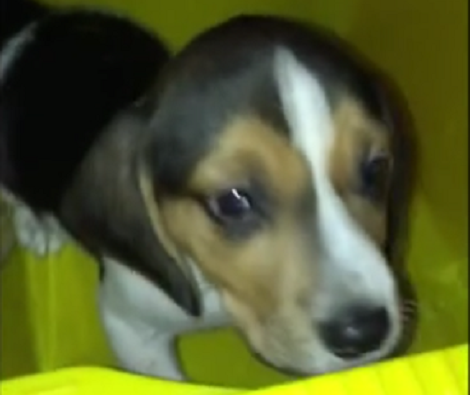 Watch How This Family Surprises Their Son With An Adorable Puppy!