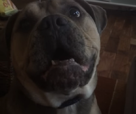 Wait Till You See How This Pup Melts Everyone's Hearts At Home!