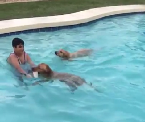 The Amount Of Fun These Pups Are Having In Pool Is Just Mindblowing!