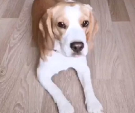 This Adorable Pup Has Learned A New Trick And You'll Be Impressed!