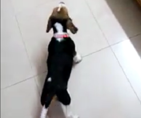 This Adorable Pup Saw A Football For The First Time. Her Reaction? Too Cute!