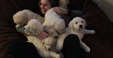 Lucky Girl Sat On A Giant Beanbag Gets The Time Of Her Life Covered In Adorable Puppies!