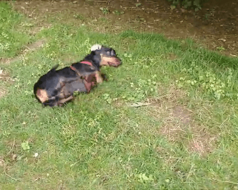 Watch How This Adorable Pup Tries To Get Rid Of The Itch On Her Head!