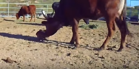 Massive Cow Is Completely Mesmerized By This Tiny Cute Pup!