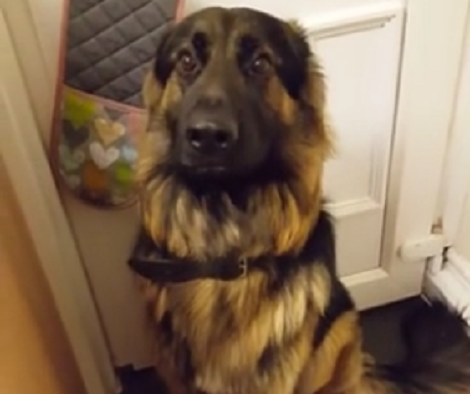 How This Adorable Pup Tries To Hide Her Guilty Face Will Make You Laugh!