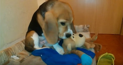 This Adorable Pup Would Like To Show You His Favorite Toy And How He Plays With It!