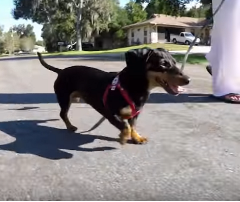 This Adorable Pup Surely Knows How to Strut His Stuff Like A Boss!