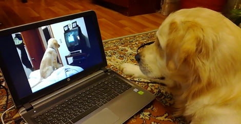 This Adorable Pup Is Watching Another Pup On A Laptop! How Cool Is This?!
