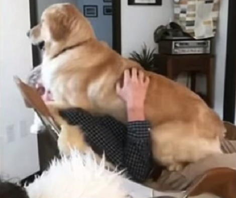Adorable Pup Refuses To Get Off Daddy's Lap When He Returns Home!