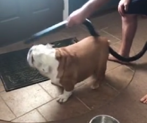 Watch How This Adorable Pup Attacks The Vacuum Cleaner!