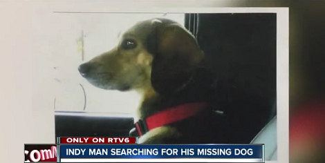 A Man Has Lost His Pup... Can You Help Him Find His Loving Pup?