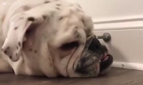 This Video Is Definitely Going To Make You Laugh!