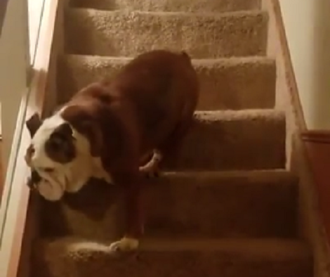 To Ensure No One Was Following, This Pup Goes Up The Stairs Backwards!