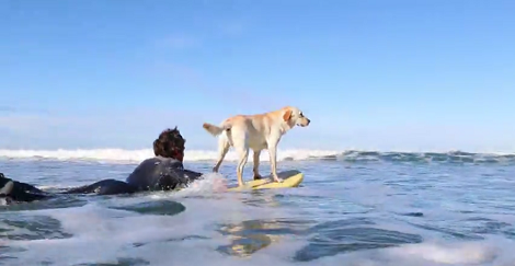 This Adorable Pup Hits The Waves And Completely Drops Everyone's Jaws!