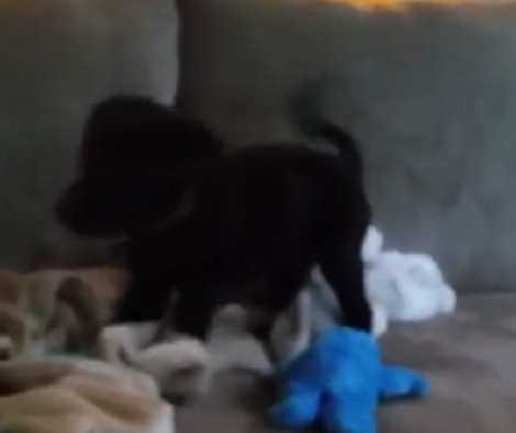 Adorable 9 Weeks Pup Is Showing The World How He Explores His House!