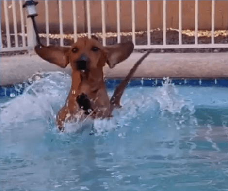 This Adorable Pup Knows Exactly How To Escape The Heat... By Becoming A Diving Guru!