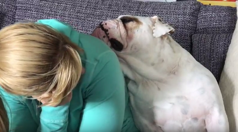 This Pup Is Learning How To Share The Couch... And It's Hilarious!