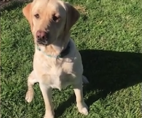 This Adorable Pup Knows What She's Doing - Having Fun Her Own Way!