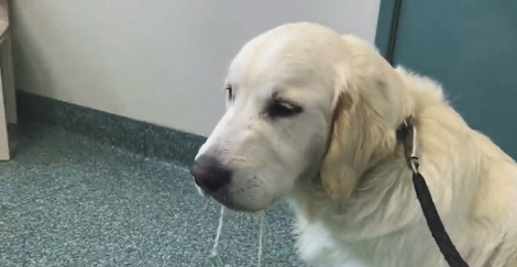 This Pup's Beach Trip Almost Became Fatal After He Accidentally Ate A Poisonous Fish
