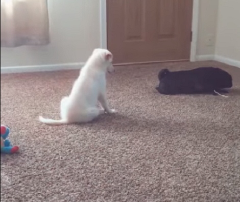 This Adorable Pup Spots Her Sister's Unattended Treat. What She Does? LOL!