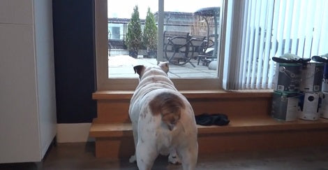 This Adorable Pup Spots A 'Ghost'. How He Reacts Is Hilarious!