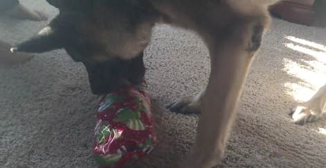 This Adorable Pup Just Received A gift And He Can't Wait To Show It To The World!