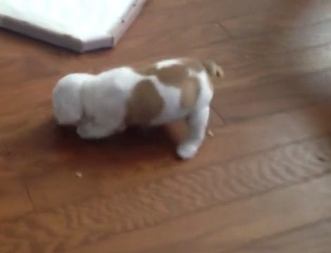 This Adorable Puppy Is Learning How To Walk And You Don't Want To Miss It!