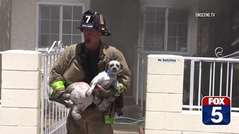 Brave firefighter Risks His Life, Enters Burning House To Save Pups Trapped Inside