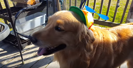 This Happy Pup Just Made Me Smile With Her Cute Little Hat!