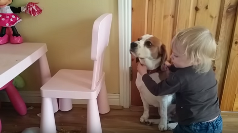 Adorable Pup Accidentally Breaks A Bowl, But His Sister's Reaction Will Make You Smile!