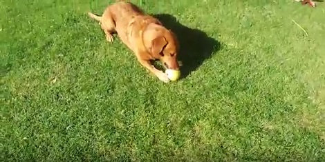 This Adorable Pup Wants To Know Exactly How Strong Her Favorite Ball Is!