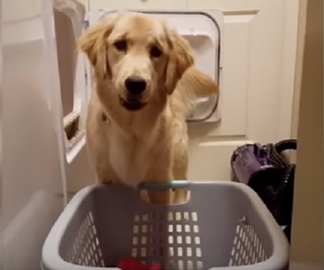 When You See How This Pup Helps Her Mom You're Going To Be Surprised!