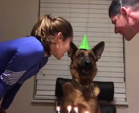 It's This Pup's Birthday Today And He Absolutely Loves His Cake!